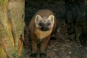 Baummarder oder Edelmarder (Martes martes) Waldbewohner