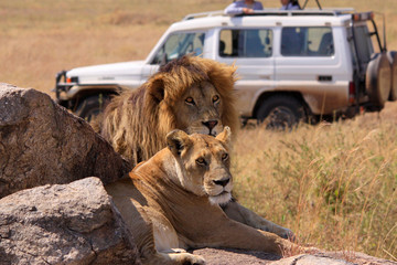 Löwe (Panthera leo) Löwenpaar auf Fels, Safari Auto, Masai Mara, Kenia, Ostafrika