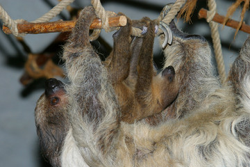 Zweifinger-Faultiere (Choloepus) Muttertier mit Jungem