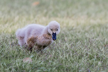 Cygnet © Michael