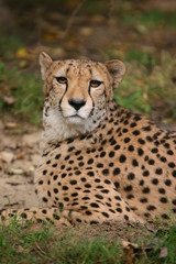 Gepard (Acinonyx jubatus) Masai Mara, Nationalpark, Kenia, Ostafrika