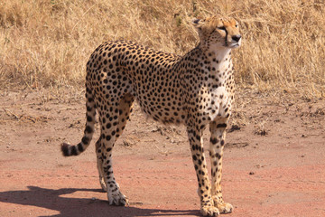 Gepard (Acinonyx jubatus) Masai Mara, Nationalpark, Kenia, Ostafrika