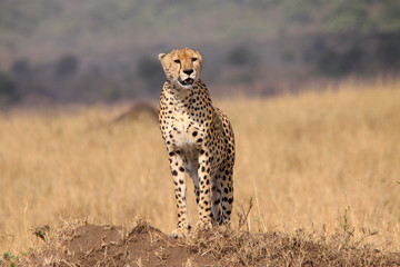 Gepard (Acinonyx jubatus) Masai Mara, Nationalpark, Kenia, Ostafrika