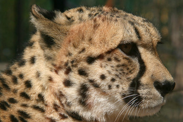 Gepard (Acinonyx jubatus) Masai Mara, Nationalpark, Kenia, Ostafrika