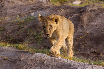 Löwe (Panthera leo) Junge Löwen in der Steppe, Masai Mara, Kenia, Ostafrika