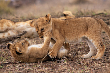 Löwe (Panthera leo) Junge Löwen in der Steppe, Masai Mara, Kenia, Ostafrika