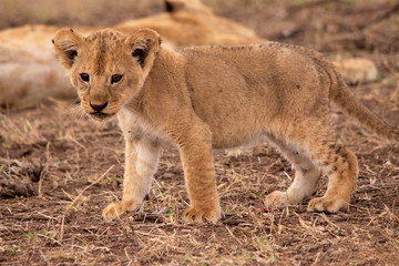 Löwe (Panthera leo) Junge Löwen in der Steppe, Masai Mara, Kenia, Ostafrika