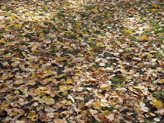 A grass lawn covered with fallen leaves.