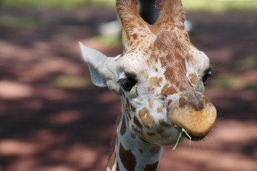 キリンのアップ