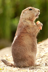 Präriehunde (Cynomys) bei Nahrungsaufnahme