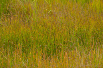 Yellow grass texture. Horizontal background with grass in yellow-green autumn colors. Autumn concept.