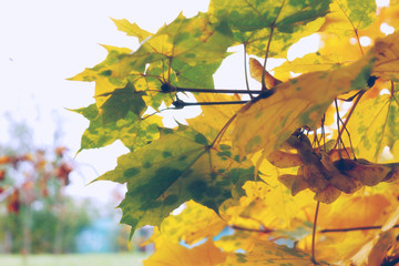 Obraz premium Bright colors of autumn in soft pastel colors.