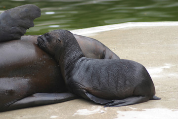 Naklejka premium Kalifornische Seelöwe (Zalophus californianus) Muttertier mit Jungem 