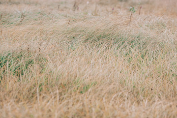 Yellow grass in the field, making hay. Texture of autumn grass - hay for farm animals.