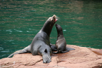 Kalifornische Seelöwe (Zalophus californianus) Muttertier mit Jungem 