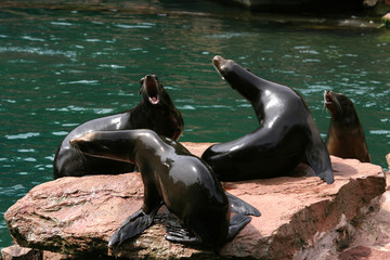 Kalifornische Seel&ouml;we (Zalophus californianus) Gruppe auf Fels liegend 