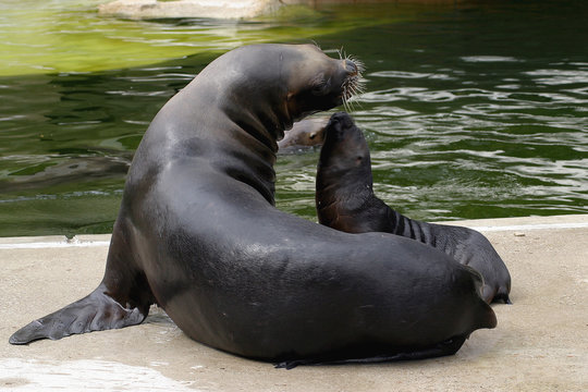 Kalifornische Seel&ouml;we (Zalophus californianus) Muttertier mit Jungem 