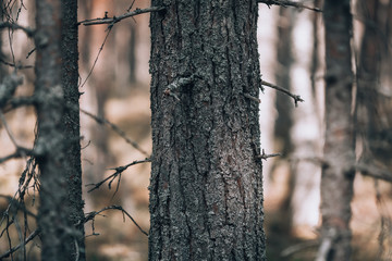 Fototapeta premium Gloomy forest background. Forest concept, pine side view, in dark colors with copy space.
