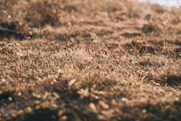 Yellow grass macro texture. Beautiful macro background with autumn grass in the forest.