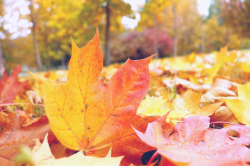 Bright colors of autumn in soft pastel colors.
