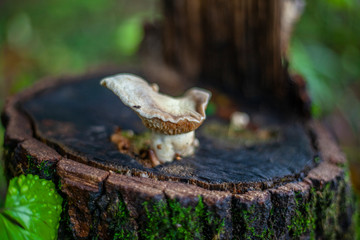 The mushroom grows on hemp. Vibrant still life in nature. Beautiful background mushroom in the forest.