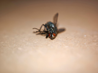 dead fly lying on the Board, macro.