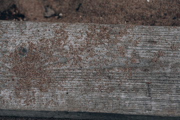 Old wood on the sand. A board from a pier close-up, covered with grains of sand.