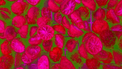 Obraz premium seamless background with roses