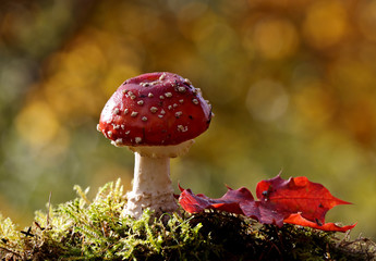 Red spotted mushroom with red maple leaf in autumn colors