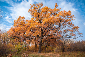 Fototapeta na wymiar Beautiful autumn landscape - a large oak tree with golden and orange leaves in the foreground and low trees and bushes in the background, the sky with white clouds