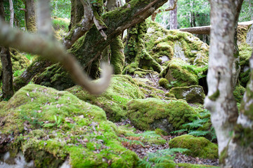 Rainy woodland in Killarney, Ireland