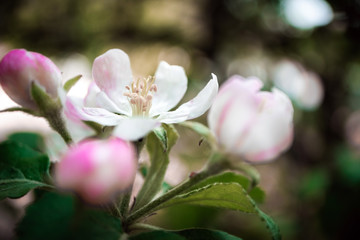 Fototapeta na wymiar Spring flowers background. Beautiful nature scene with blooming apple tree. Spring background with blossom in orchard
