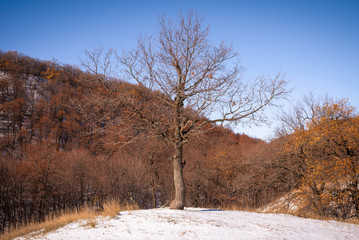 Beautiful autumn landscape - Oak in a valley between hills covered with trees, new snow on dry grass