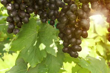 Ripe red grapes and green leaves hanging in the vineyard with sunset background.