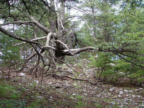 trees of Al Shouf Cedar Nature Reserve Barouk in mount Lebanon Middle east