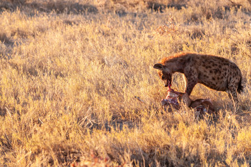 Close-up of a spotted Hyena - Crocuta crocuta- with a prey, seen during the golden hour of sunset...