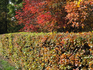 hedge in autumn in the Park. beautiful picturesque colorful leaves of the shrub