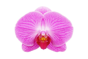Fototapeta na wymiar Closeup of Pink Phalaenopsis Orchid Flower Isolated on White Background