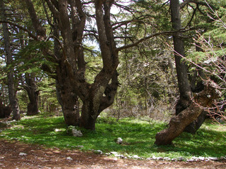 trees of Al Shouf Cedar Nature Reserve Barouk in mount Lebanon Middle east