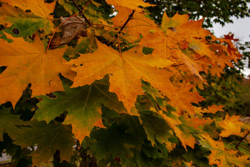 Colorful background, landscape with autumn colorful leaves on the trees.