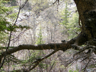 trees of Al Shouf Cedar Nature Reserve Barouk in mount Lebanon Middle east
