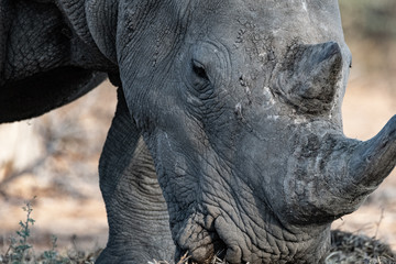 RHINOCEROS EATING IN THE BEAUTIFUL NAMIBIA NATURE