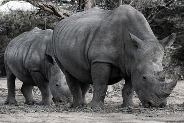 RHINOCEROS EATING IN THE BEAUTIFUL NAMIBIA NATURE