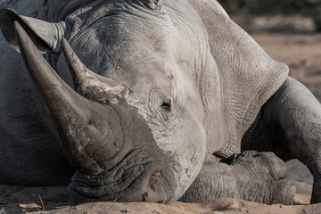 RHINOCEROS EATING IN THE BEAUTIFUL NAMIBIA NATURE