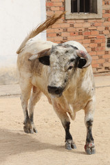 Toro bravo en las plazas y calles 