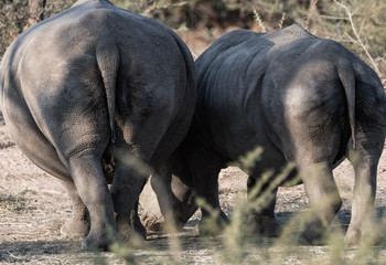 Rhinocéros gris en Namibie, Afrique