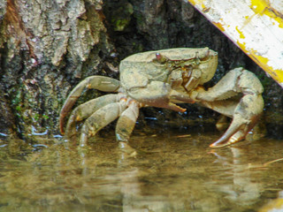 Hasbani river that forms at the border between Lebanon and Israel.