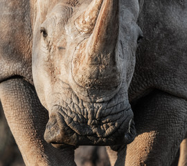 RHINOCEROS EATING IN THE BEAUTIFUL NAMIBIA NATURE
