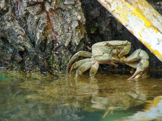 Hasbani river that forms at the border between Lebanon and Israel.