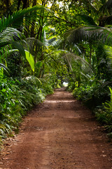 Naklejka premium Ground rural road in the middle of tropical jungle.